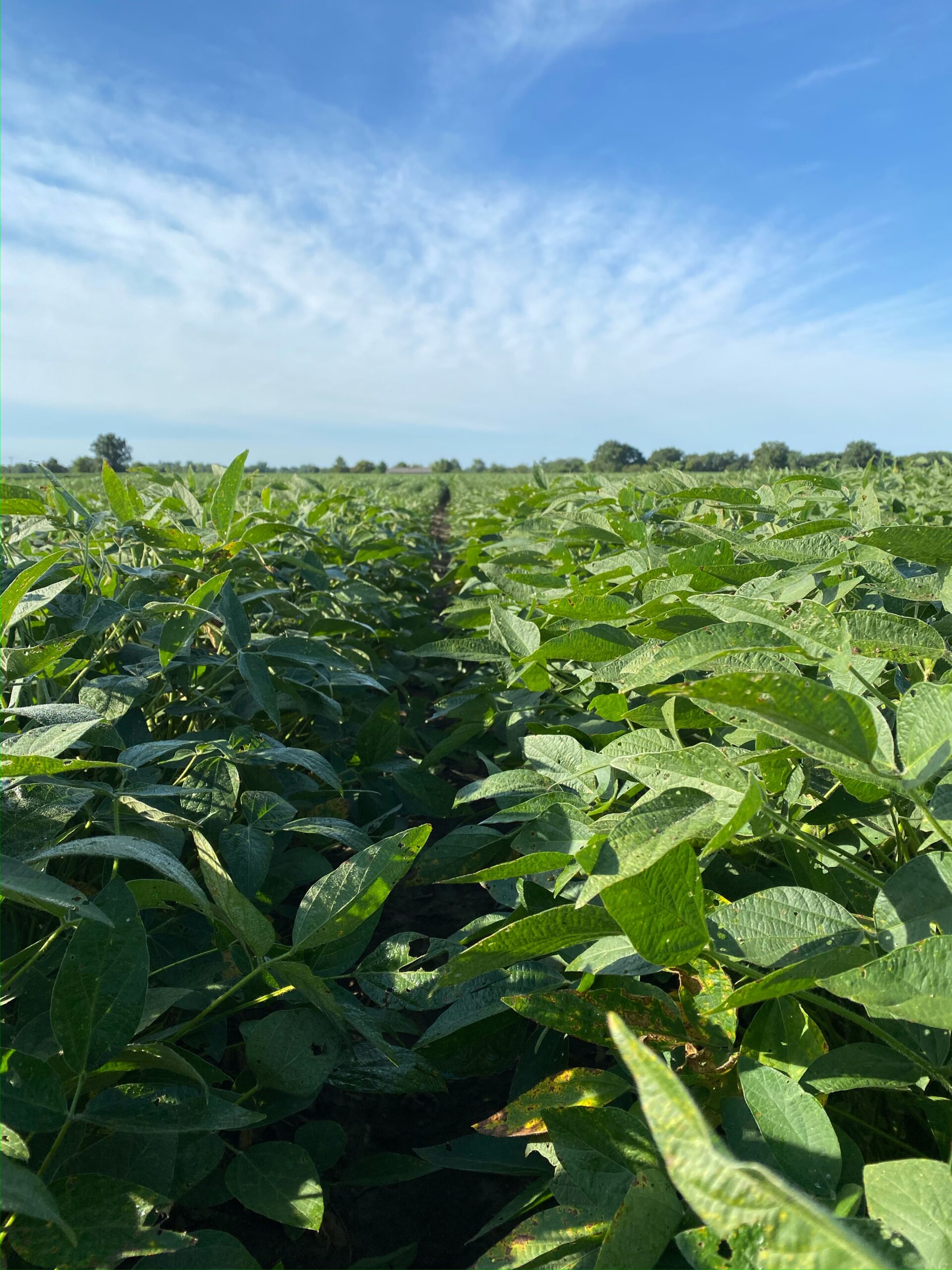 Perdue AgriBusiness and Missouri Soybeans Announce First Organic High Oleic SOYLEIC® Soybean Contracting Program
