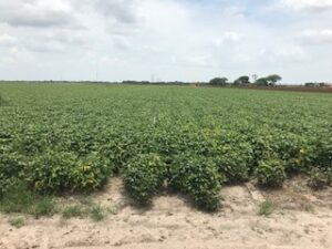 Development Of Unique Soybean Varieties Fills Export Gap￼