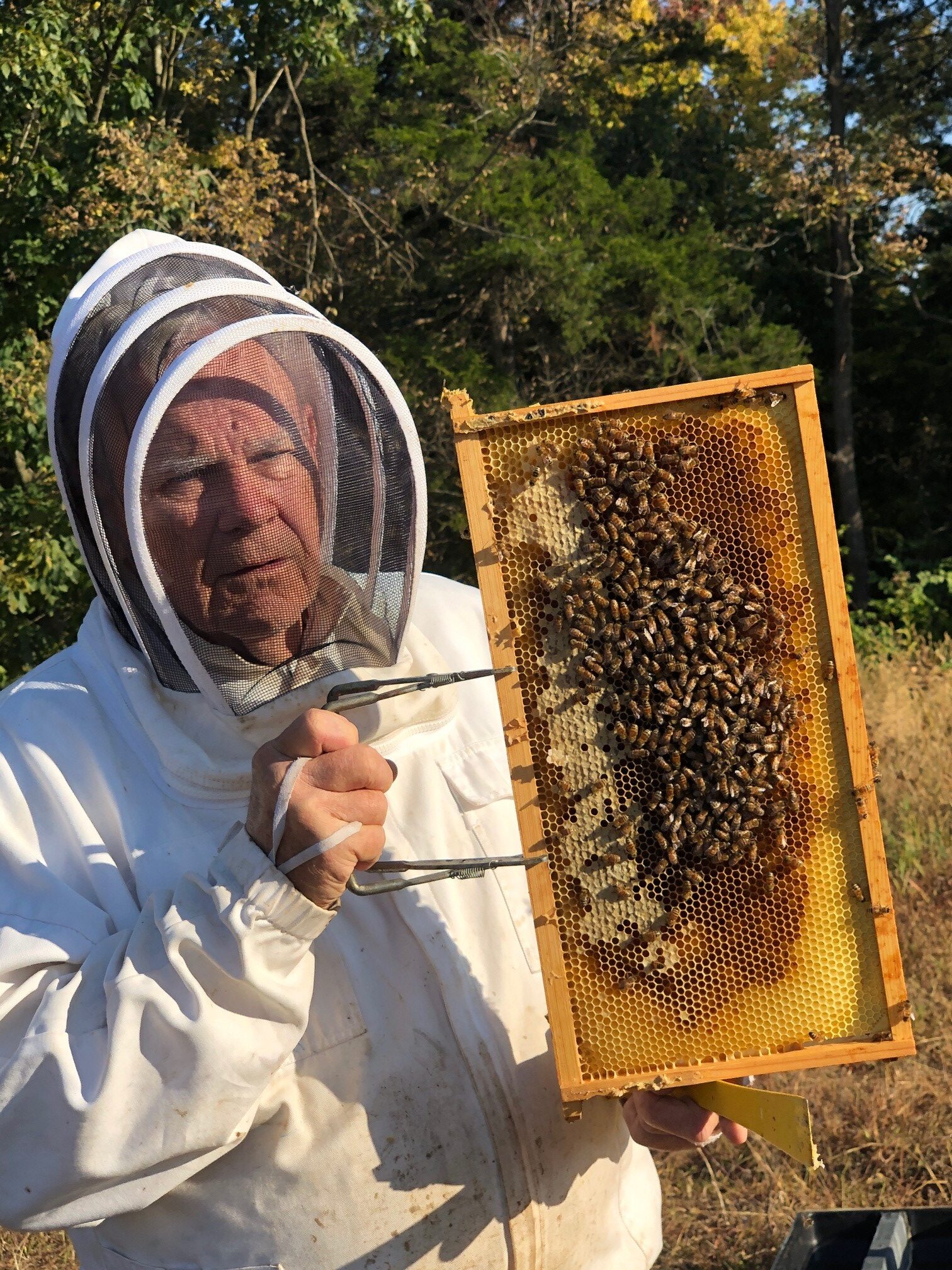 Beekeeper holding a honeycomb panel with bees on it