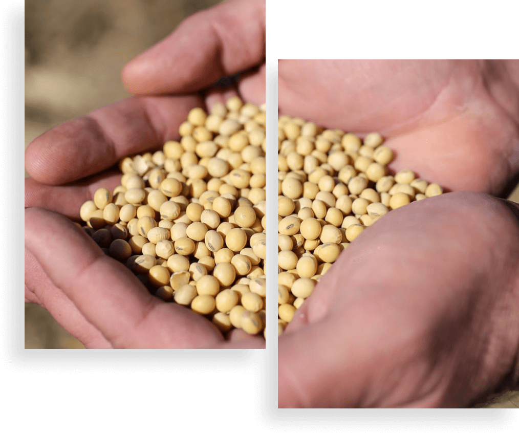 hands holding soybeans