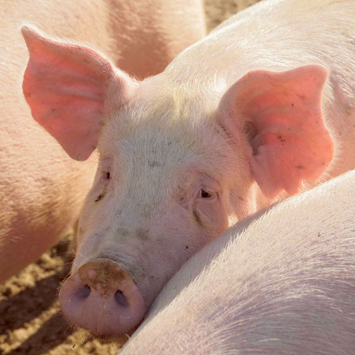 closeup of pig
