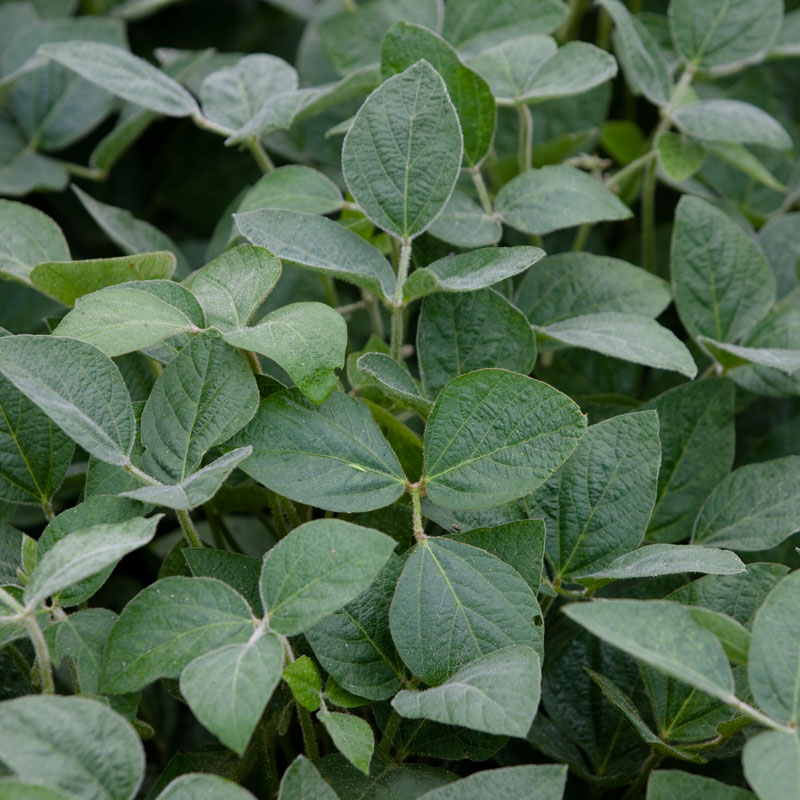close up of soybean crops