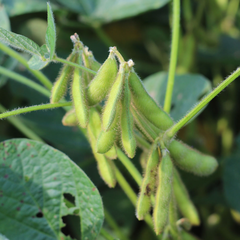 close up of soybeans growing on a plant