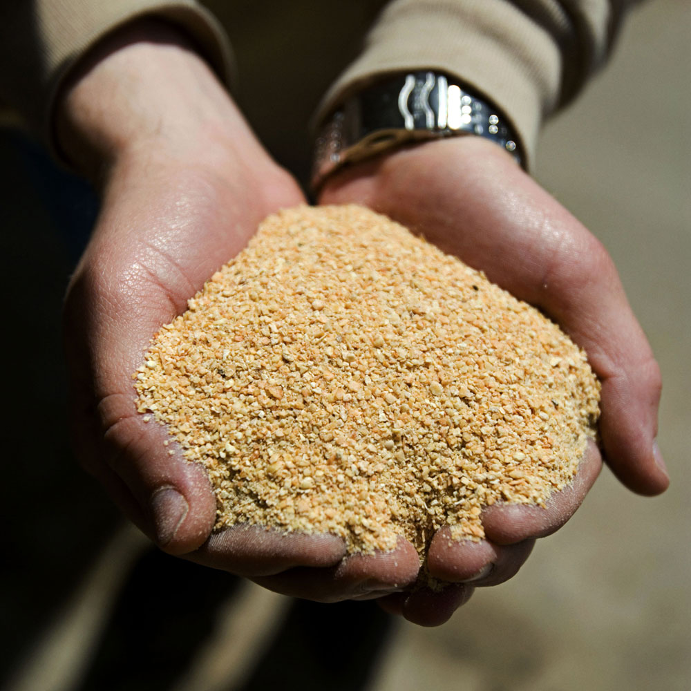 soybean meal in someone's hands