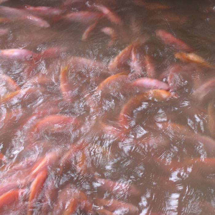 Many red tilapia in the water