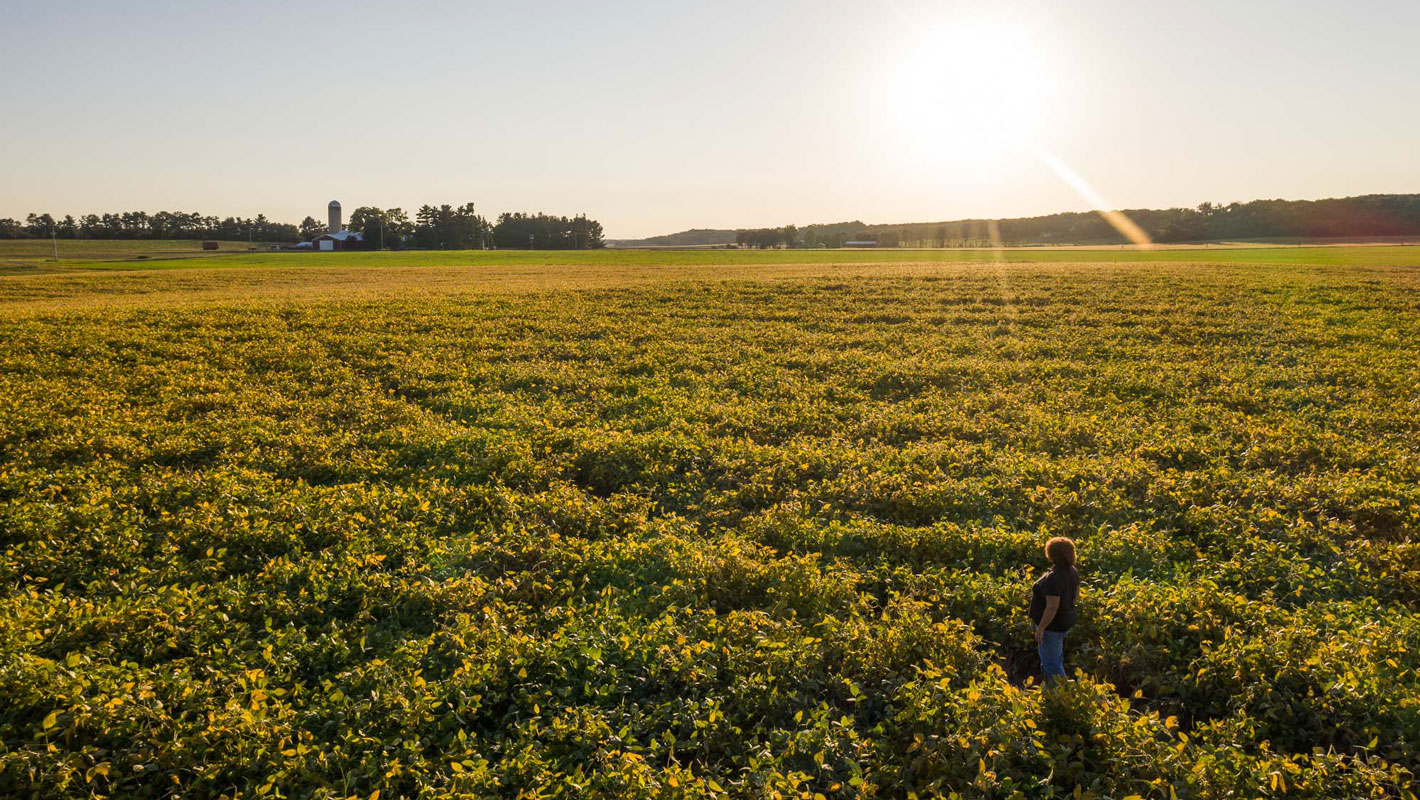 woman standing in a field of soybeans