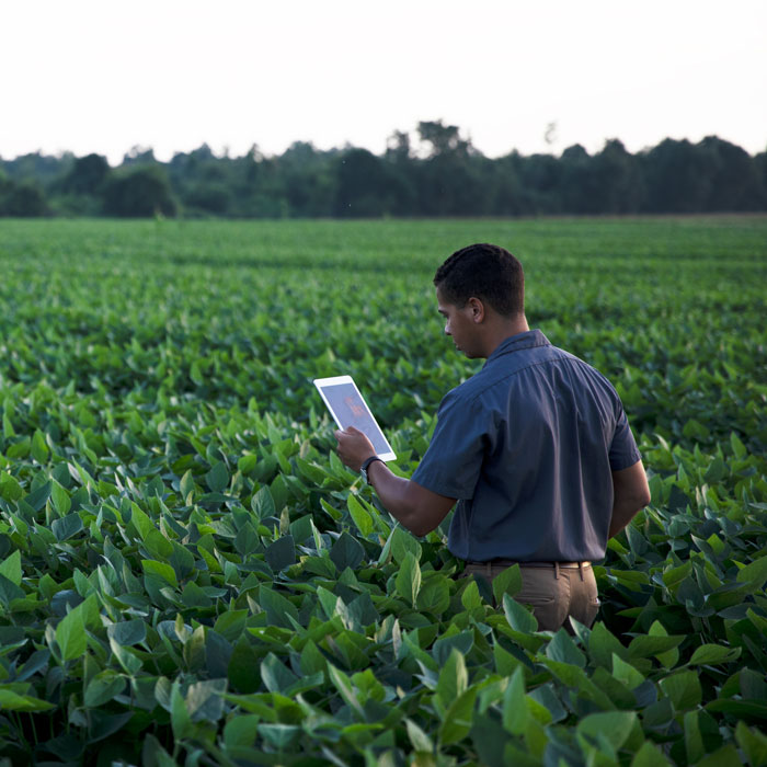 man standing in a soybean field looking as an ipad