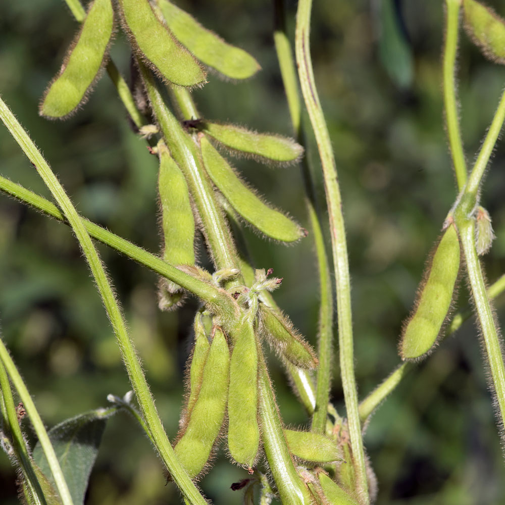 conventional bean pods