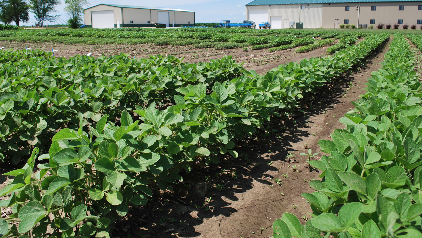 Rows of soybean plants in front of buildings