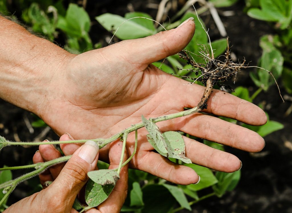 Hand Holding Soybean Plant
