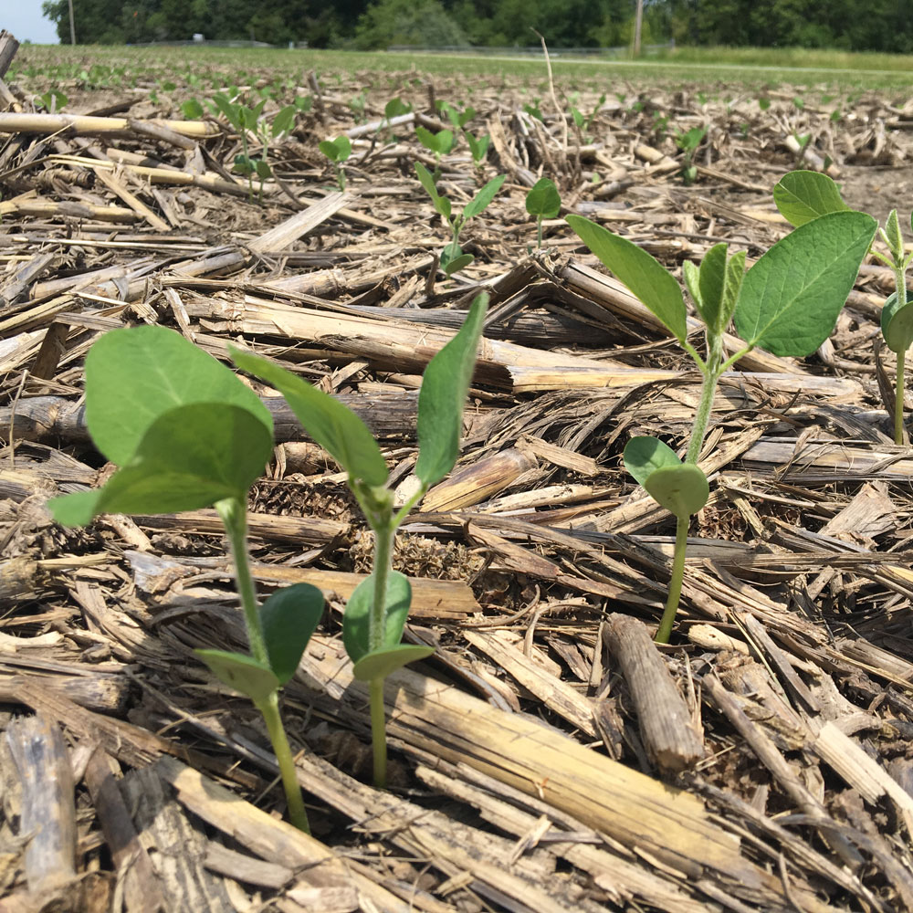 new soybean crops peaking up through the ground