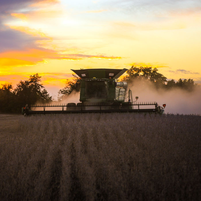 soybeans being harvested