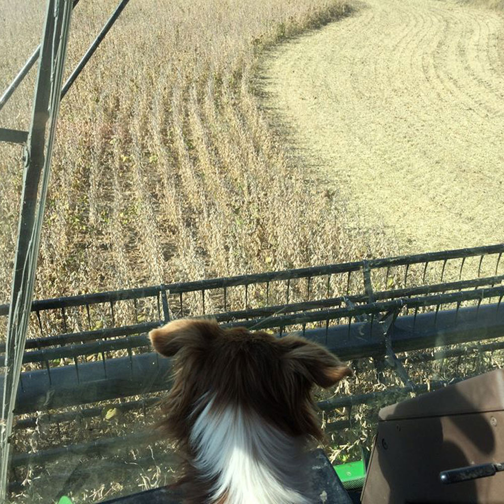 dog in cab of tractor at harvest time