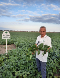 Man holding soybean plant and evaluating it in a soybean field