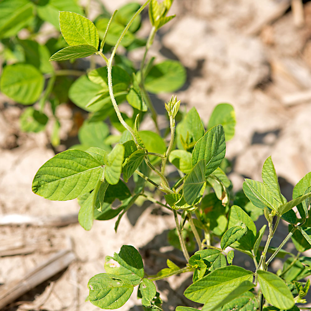 Soybean plants growing through no till soil