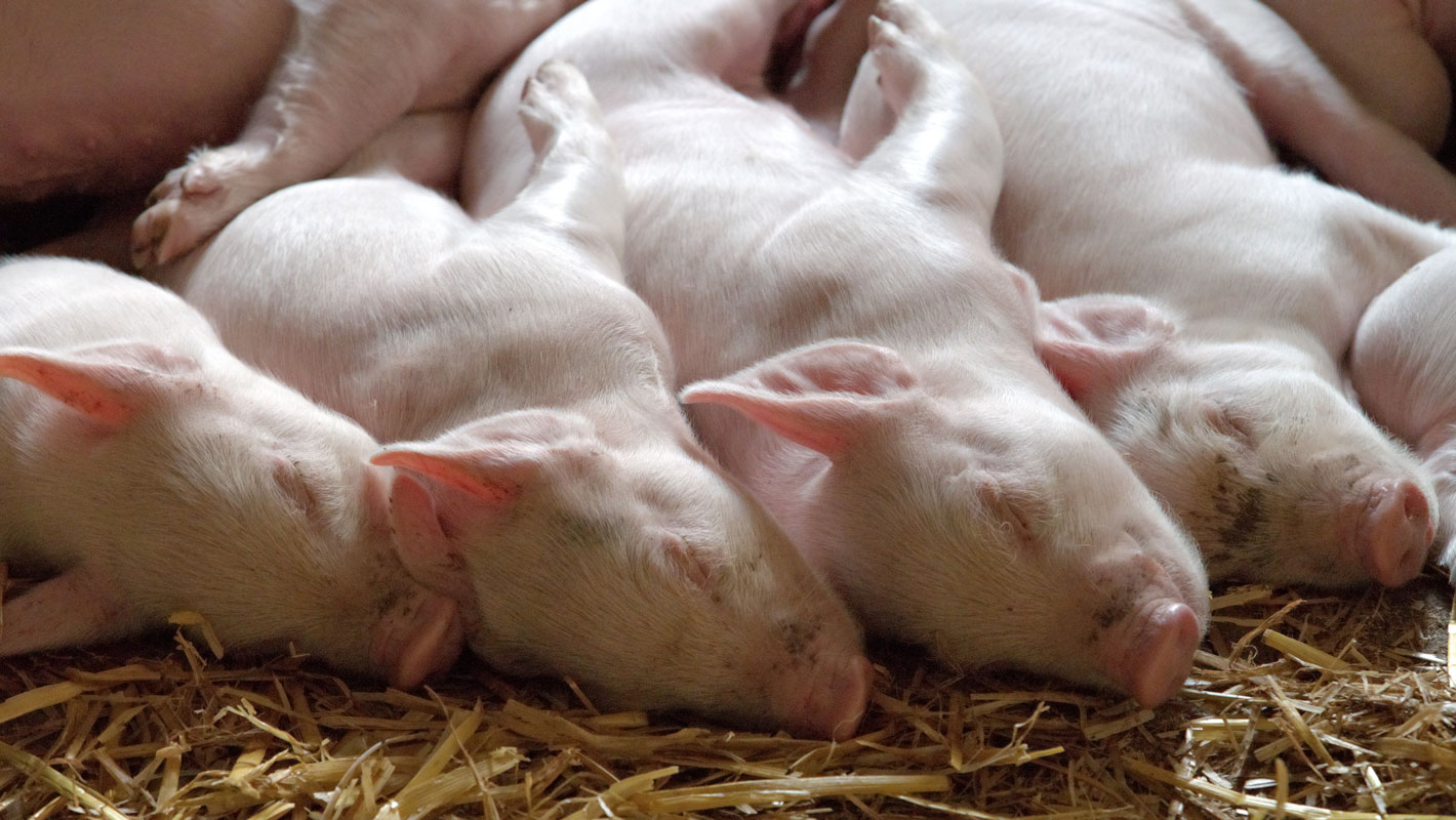 Four piglets laying next to each other on straw