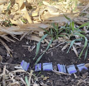 Cover Crops Could Be Another Weapon Against Weeds Beyond The Soil Surface