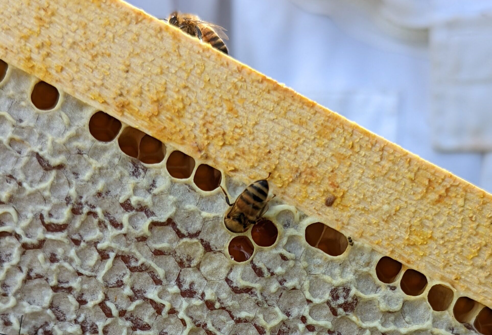 Missouri Pollinators are the Bee’s Knees