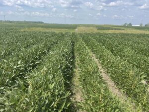 Exploring Extended Crop Rotation Benefits For Soil Health And Productivity