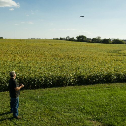 Farmer Flying Drone Over Soybean Field During Summer