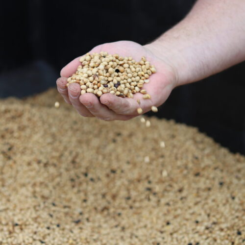 Hand Holding Roasted High Oleic Soybeans For Pig Feed
