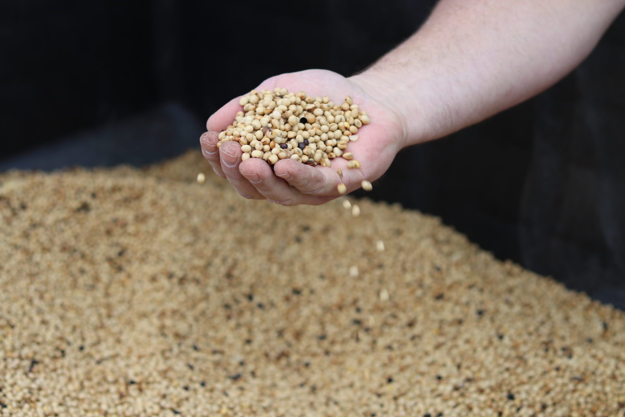 hand holding roasted high oleic soybeans for pig feed