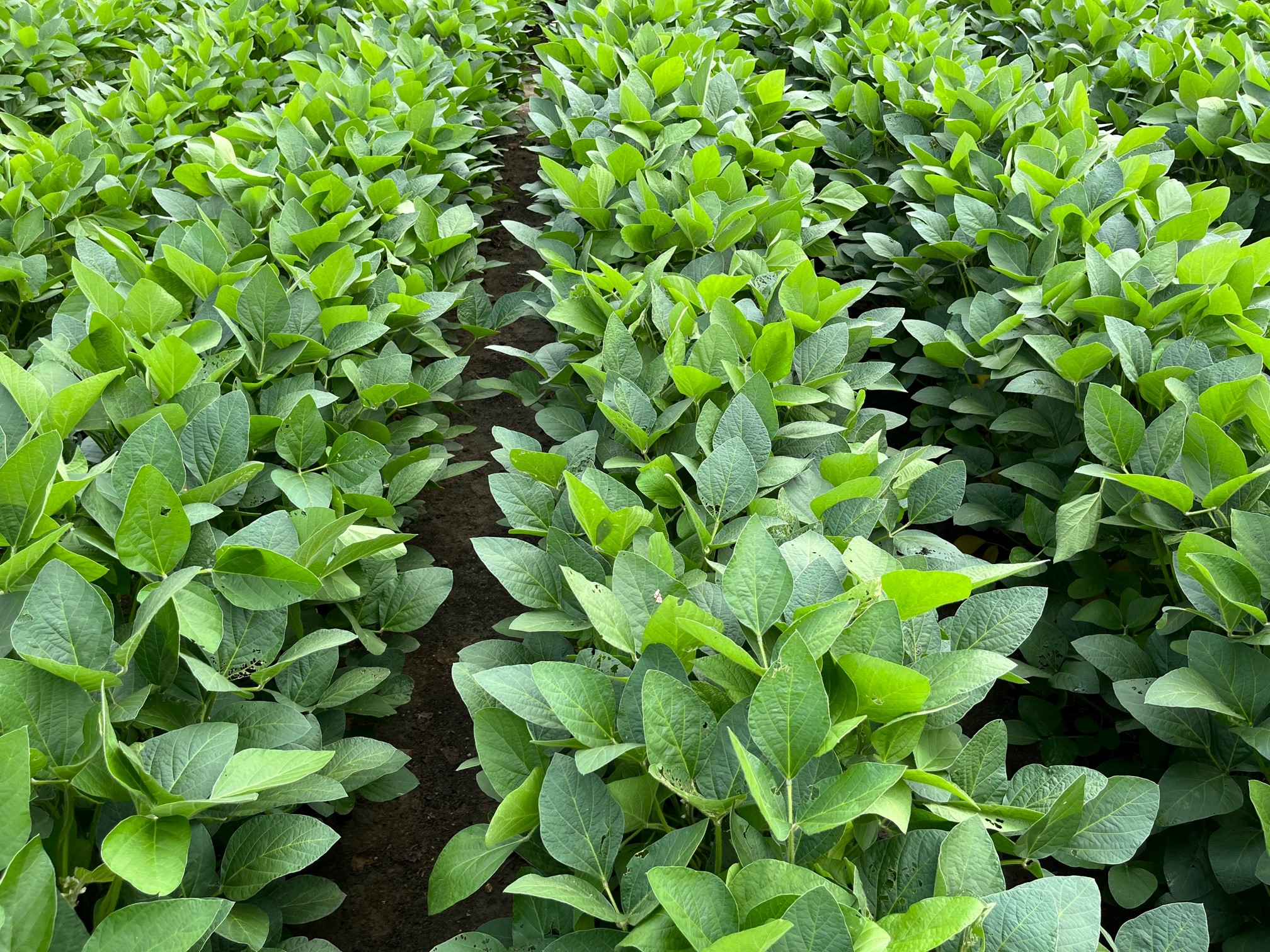 high oleic soybean plot image - courtesy of Perdue Agribusiness