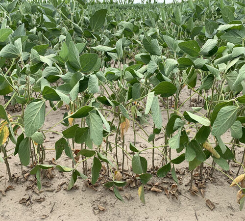 Drought And Heat Stressed Soybeans
