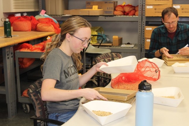Student sorting soybeans
