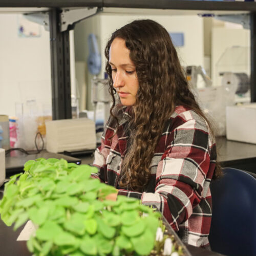Female Researcher Working In Soybean Lab