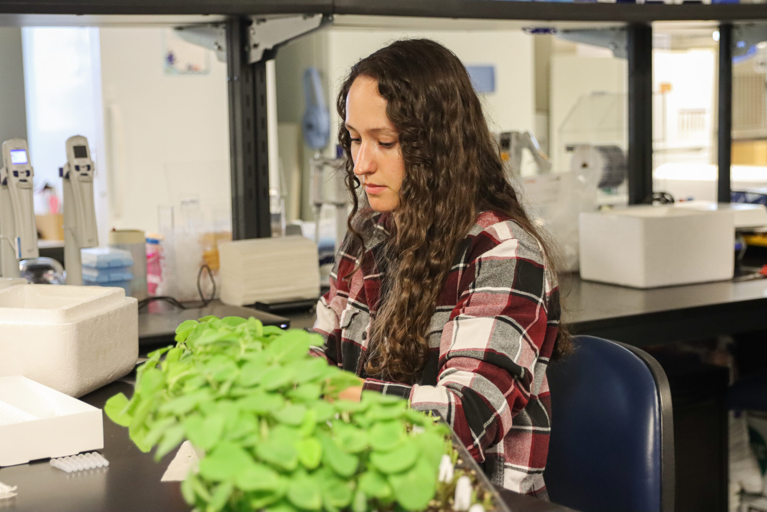 Female researcher working in soybean lab
