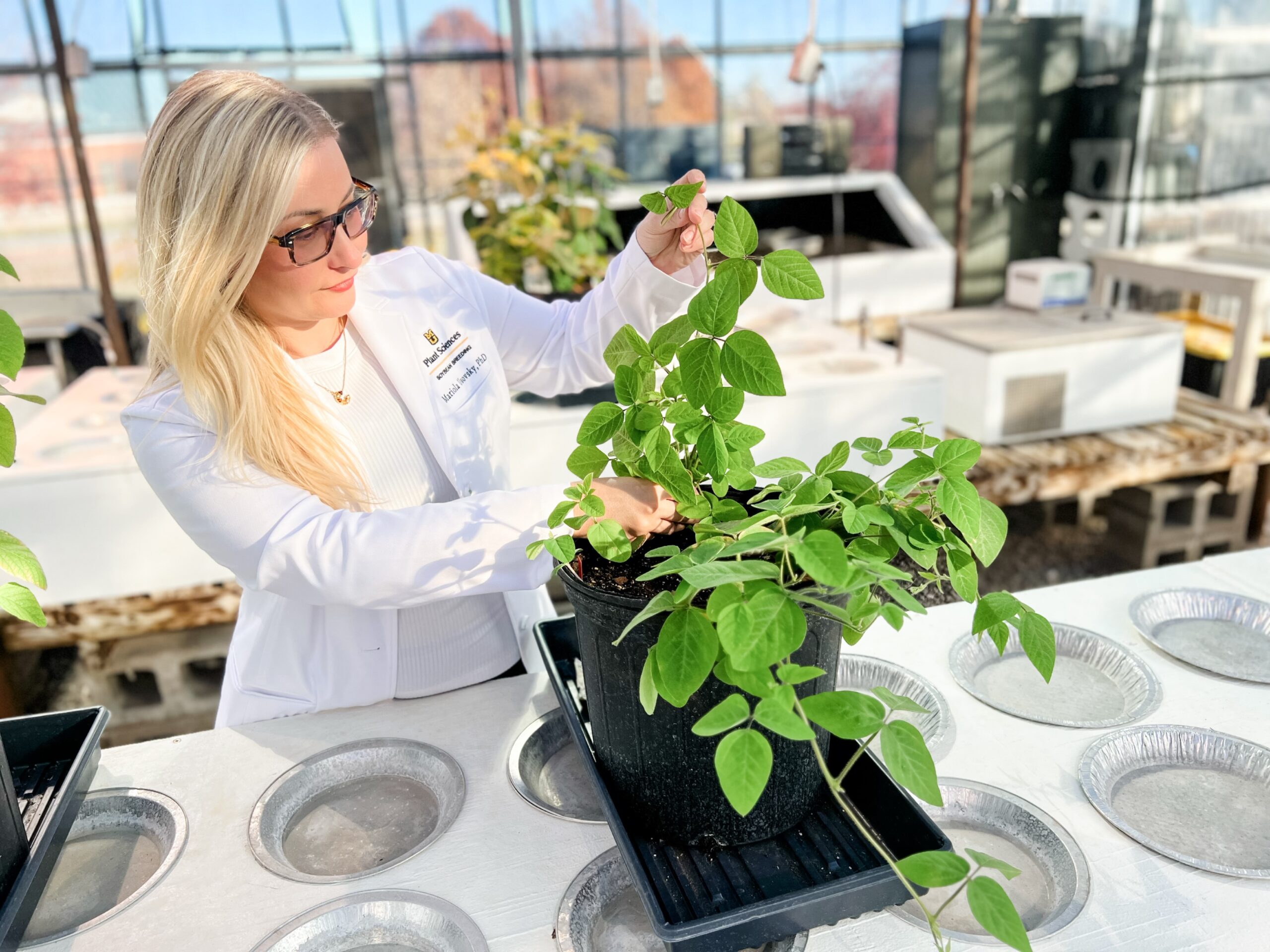 Plant scientist studies soybean plant